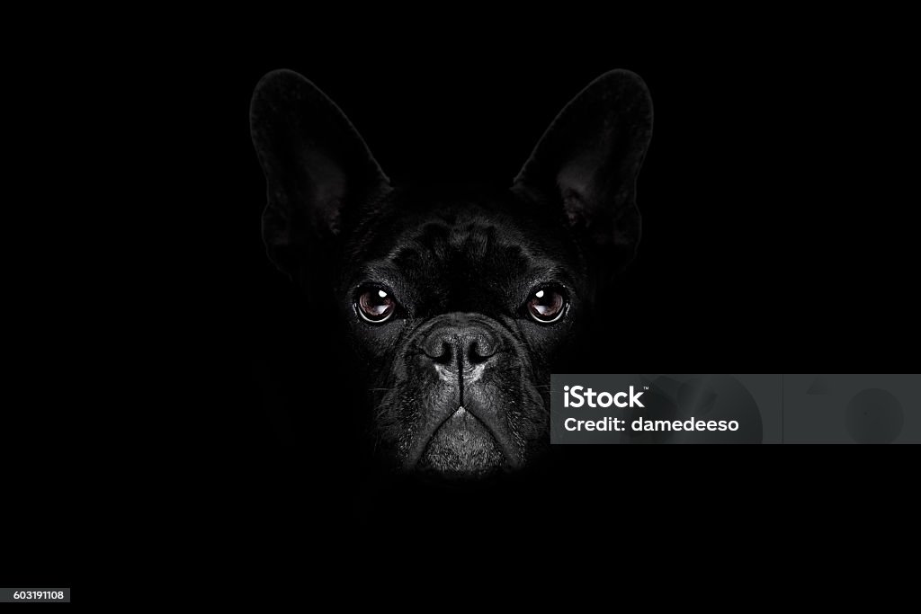 dog isolated on black bulldog dog isolated on black dark dramatic background looking at you frontal, isolated Dog Stock Photo