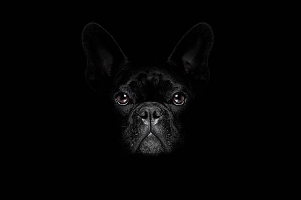 dog isolated on black bulldog dog isolated on black dark dramatic background looking at you frontal, isolated fish eye lens photos stock pictures, royalty-free photos & images