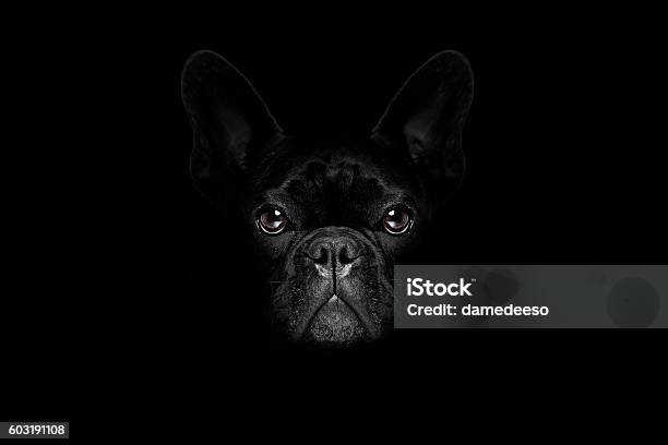 Dog Isolated On Black Stock Photo - Download Image Now - Dog, Black Background, Black And White