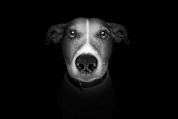 dog isolated on black jack russell terrier dog isolated on black dark background looking at you frontal, isolated fish eye effect stock pictures, royalty-free photos & images