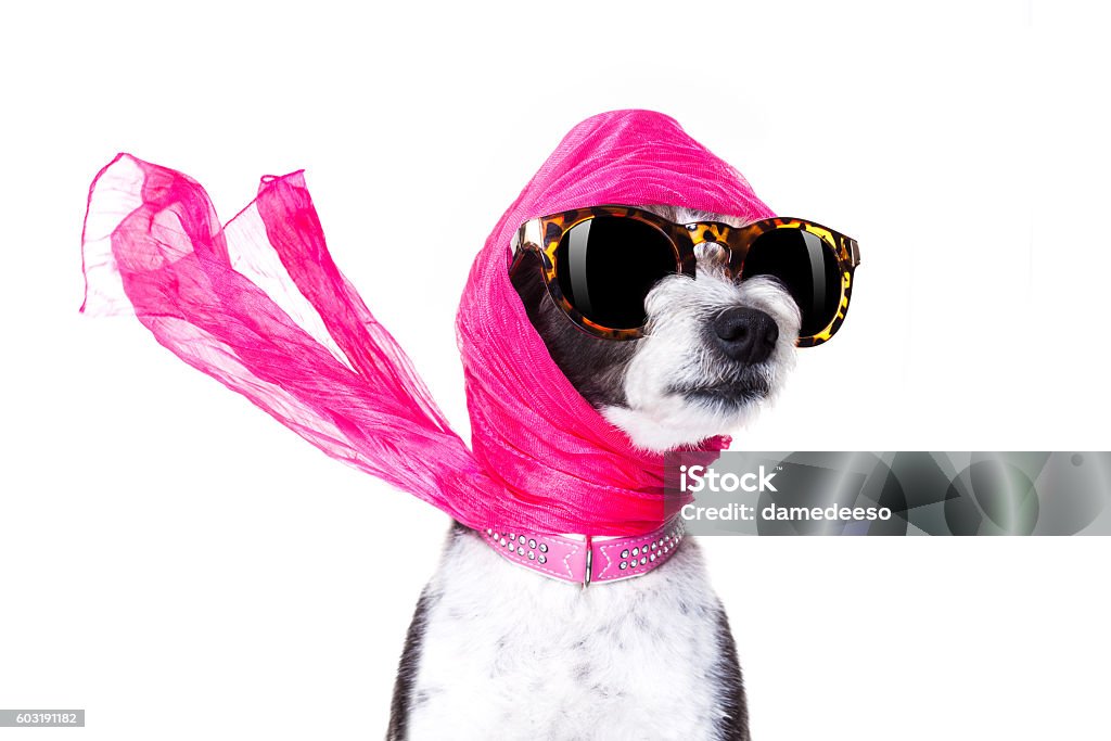 diva chic dog chic fashionable diva luxury  cool dog with funny sunglasses, scarf and necklace, isolated on white background Dog Stock Photo