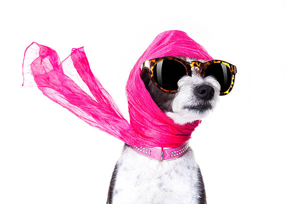 diva chic dog chic fashionable diva luxury  cool dog with funny sunglasses, scarf and necklace, isolated on white background diva stock pictures, royalty-free photos & images