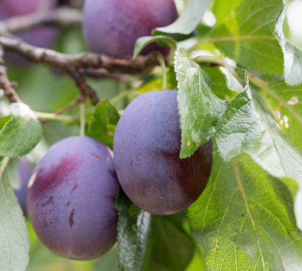 istock close up of plums 603191524