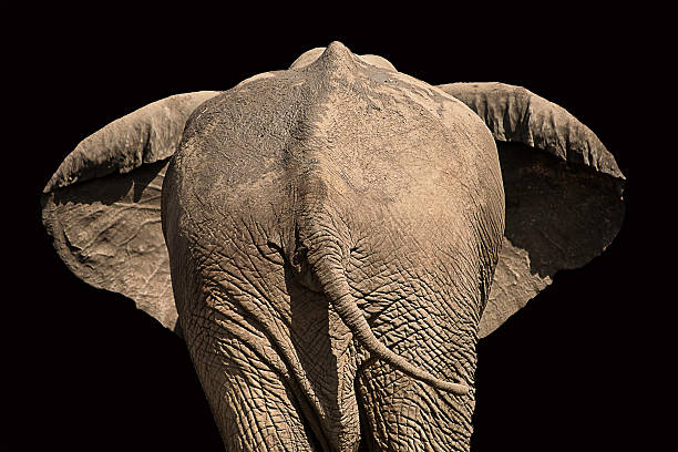 Symmetrical view of the rear of an elephant with ears out on  black background