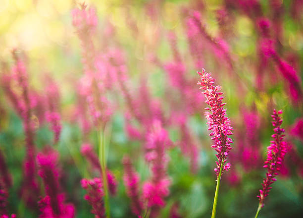 istock Purple Loosestrife flowers 603192780