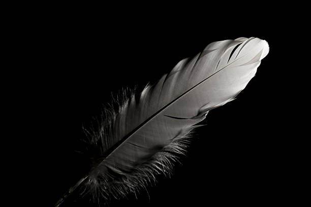 istock Feathers in the dark. Can be used for presentations, calendar 603193010