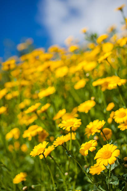 istock Yellow aster wildflowers in a field 603193042