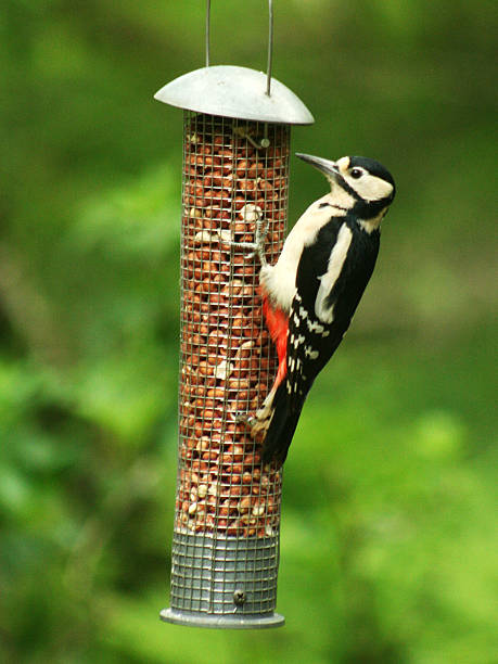 Woodpecker Feeding stock photo
