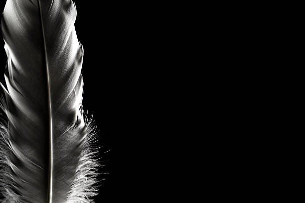 istock Feathers in the dark.  Can be used for presentations, calendar 603193104