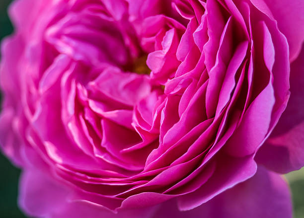 istock Petals of a pink peony 603193438