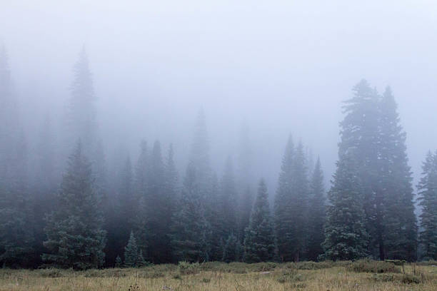 istock Creepy dense fog in a pine forest 603193558