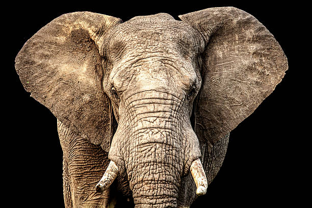 istock front facing African elephant with ears out and black background 603193948