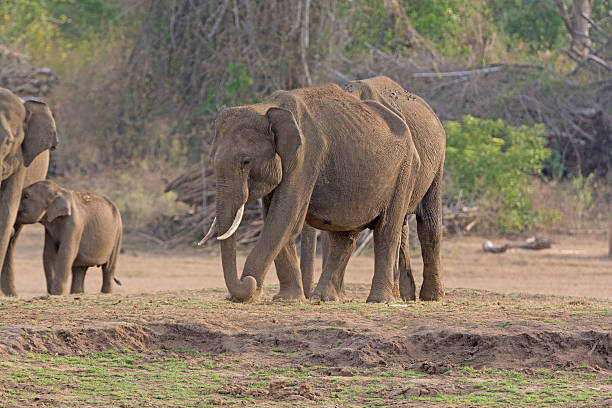 istock Male Indian Elephant along the River Bank 603195348