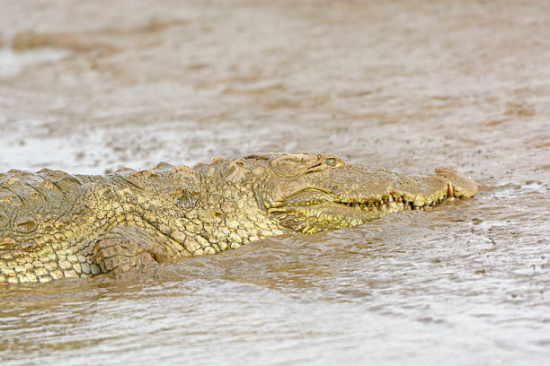 istock Head View of a Mugger Crocodile on a River Bank 603195382