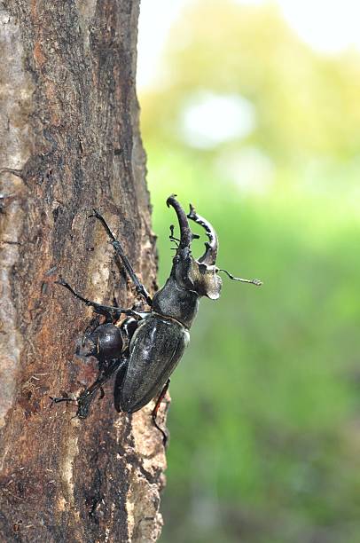 Lucanus maculifemoratus Miyama Stag Beetle hercules beetle stock pictures, royalty-free photos & images