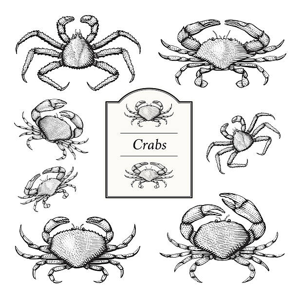 ilustraciones, imágenes clip art, dibujos animados e iconos de stock de ilustraciones vectoriales de cangrejo - alaskan king crab