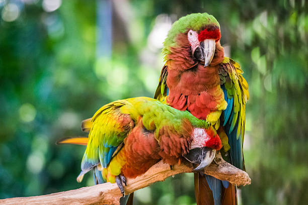 Pair of Scarlet Macaws Sitting on Branch stock photo