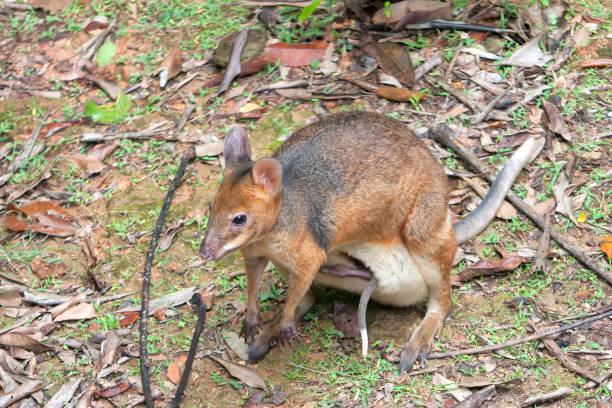 Red-legged Pademelon with large Joey in pouch near Kuranda in Tropical north Queensland, Australia. A foot and the tail are all that is visible of the Joey.