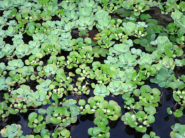 istock Green Watercress Garden 603197302