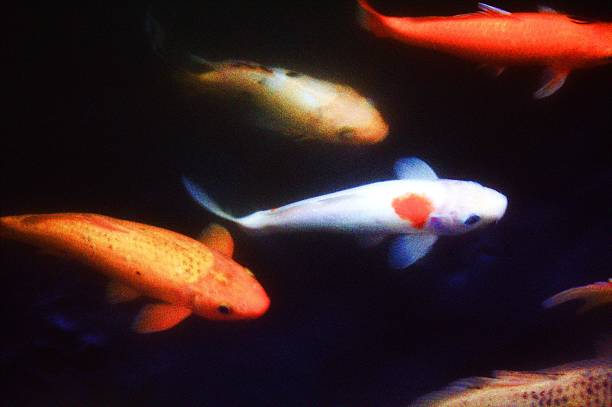 istock texture of water in a koi fish movement 603197972