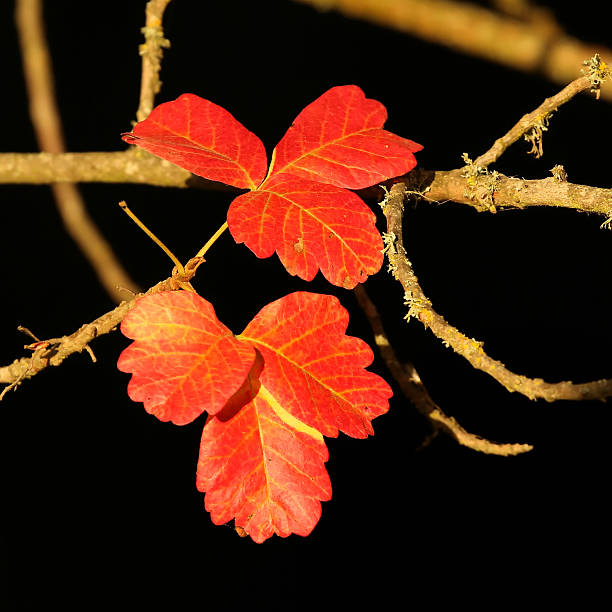 Poison Oak stock photo