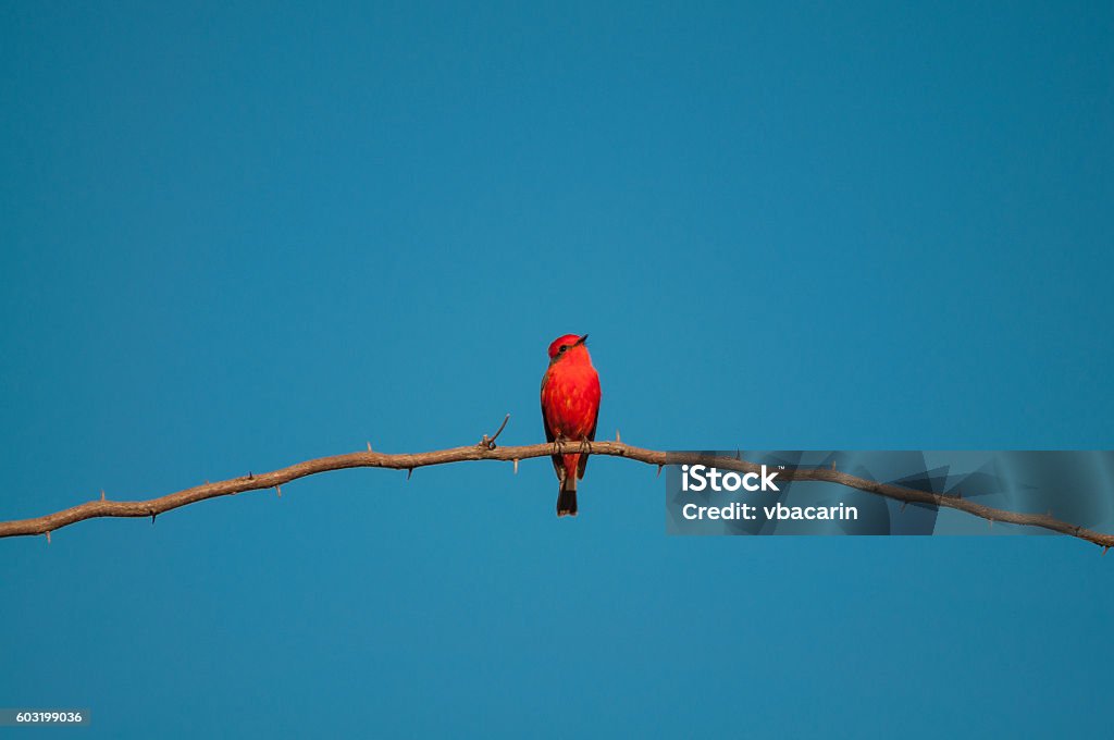 Pássaro principe do Pantanal empoleirado em um galho - Foto de stock de América do Sul royalty-free