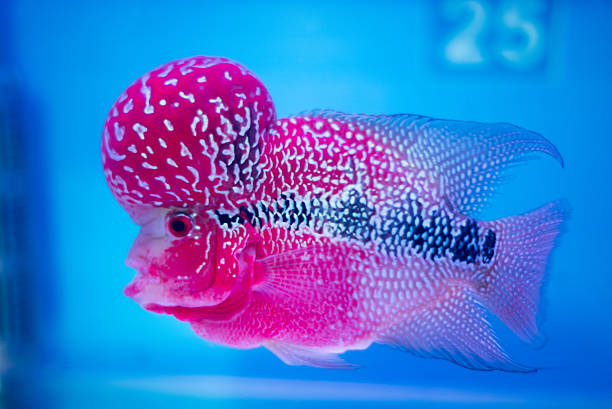 istock Fish name' s Flowerhorn Cichlid 603249976