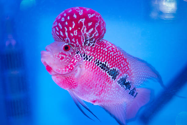istock Fish name' s Flowerhorn Cichlid 603250076