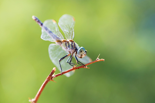 A stock photo of a Damselfly photographed in the Wetlands Nature preserve in Las Vegas, NV. Photographed using a Canon EOS 5DSR