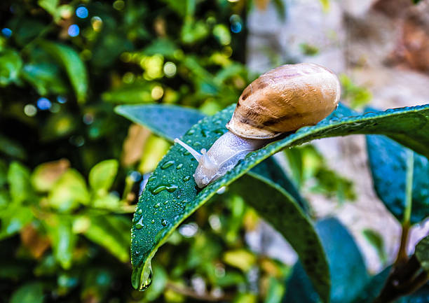 istock Close up of a snail 603250654