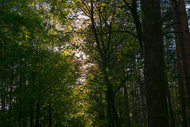 istock autumn forest outdoors 603250682