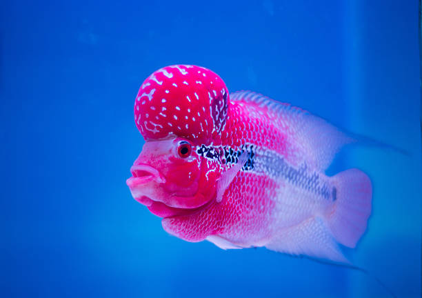 istock Fish name' s Flowerhorn Cichlid 603250924