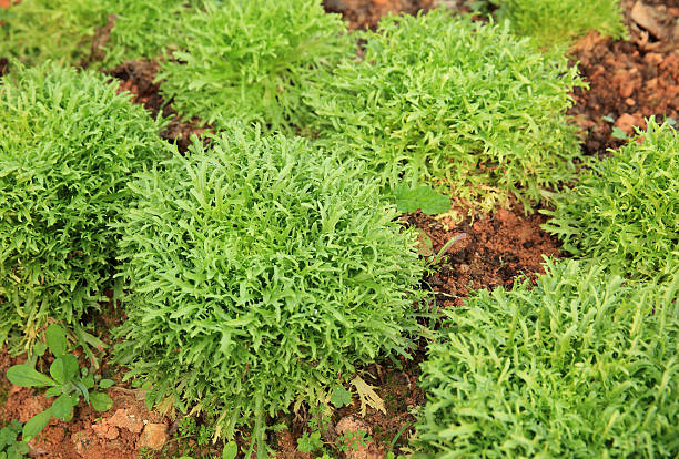 istock green ruccola plants in growth at garden 603252482