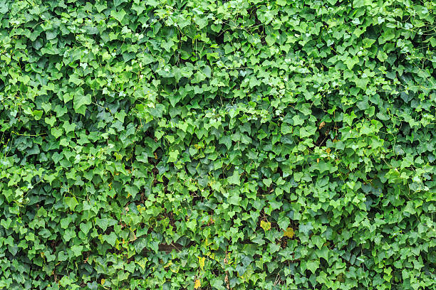 istock Abstract green wall of ivy gourd 603253436