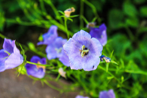 istock Beautiful Wild Flowers 603253616