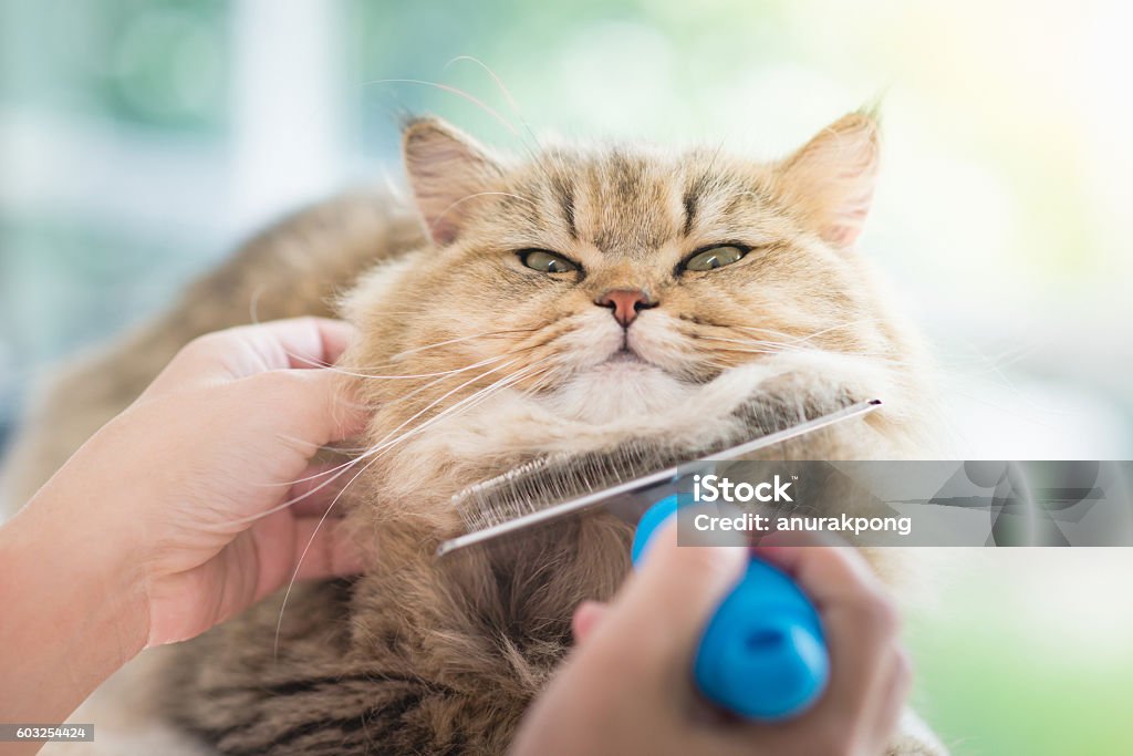 Woman using a comb brush the Persian cat Asian woman using a comb brush the Persian cat Animal Groomer Stock Photo