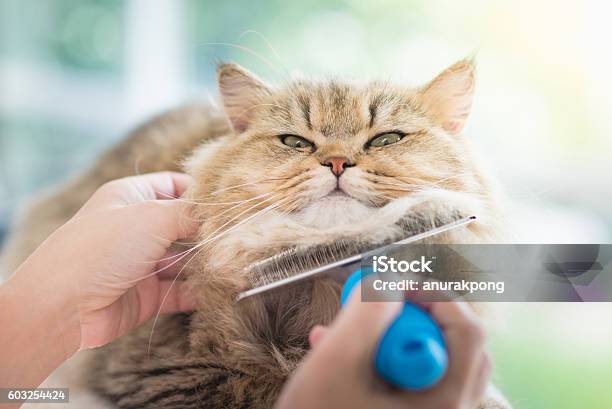 Woman Using A Comb Brush The Persian Cat Stock Photo - Download Image Now - Animal Groomer, Domestic Cat, Pets