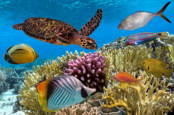 istock Green turtle swimming in blue ocean 603254926