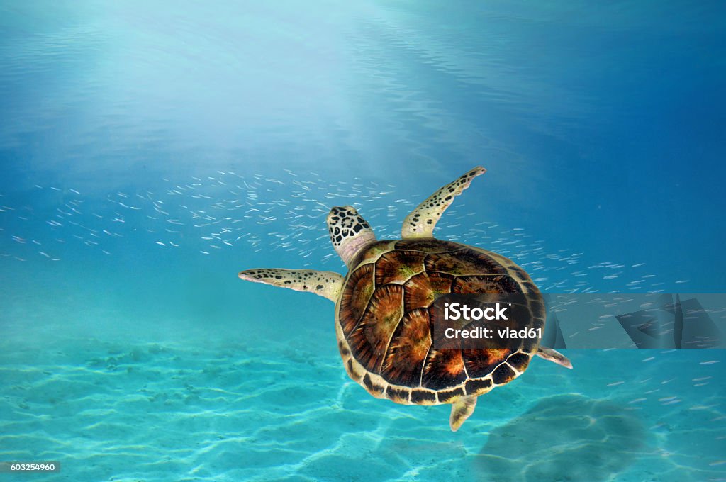 hawks bill sea turtle dive down hawks bill sea turtle dive down into the deep blue ocean against the sunlight Turtle Stock Photo