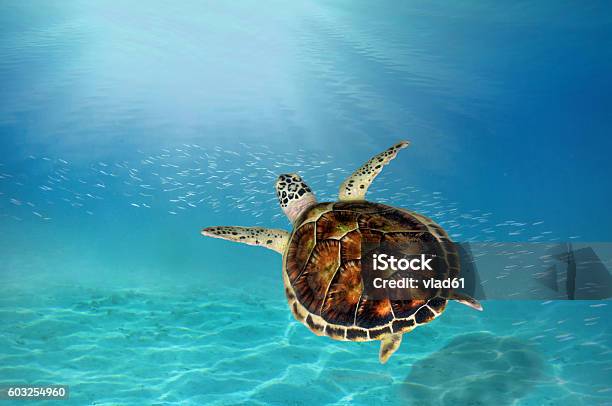 Hawks Bill Sea Turtle Dive Down Stock Photo - Download Image Now - Turtle, Tortoise, Seychelles