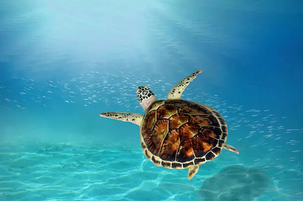 hawks bill sea turtle dive down into the deep blue ocean against the sunlight