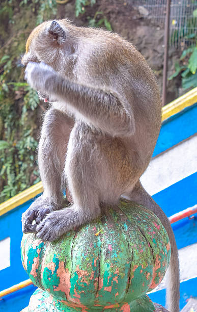 istock Monkey in Batu Caves. Kuala Lumpur. Malaysia 603257230