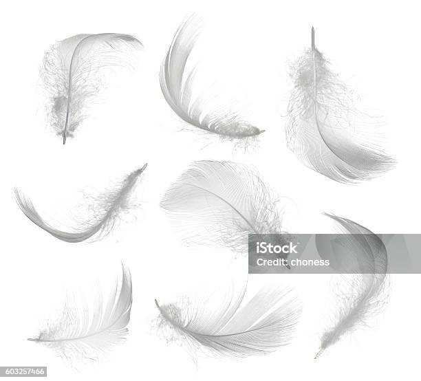 Feather Set Stock Photo - Download Image Now - Feather, Cut Out, White Color