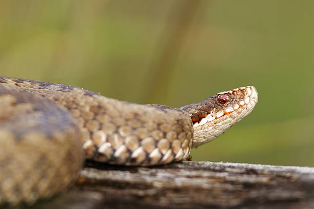 istock close up of female  Vipera berus 603258220