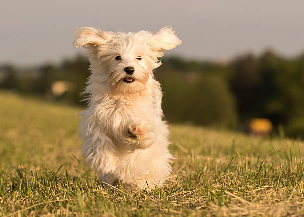 istock havanese dog puppy on meadow 603258502