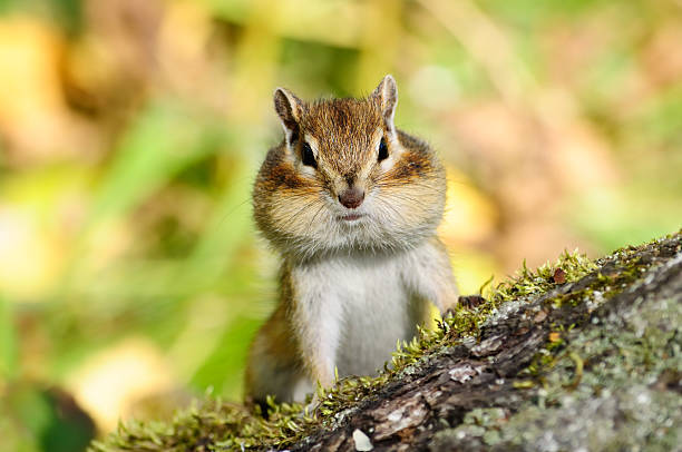 Portrait of a beautiful chipmunk.