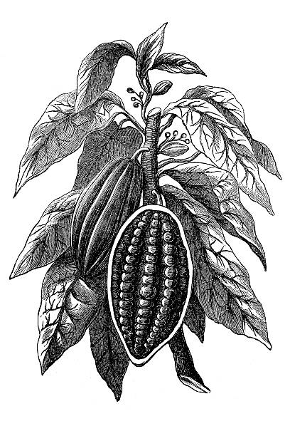 cocoa bean - çikolata illüstrasyonlar stock illustrations