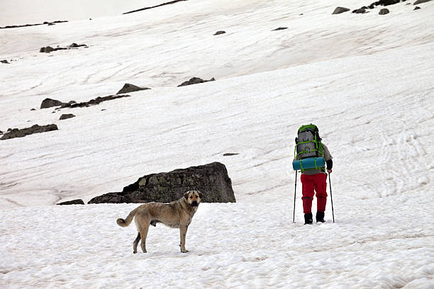 istock Dog and hiker in snow mountains at gray spring day. 603260854