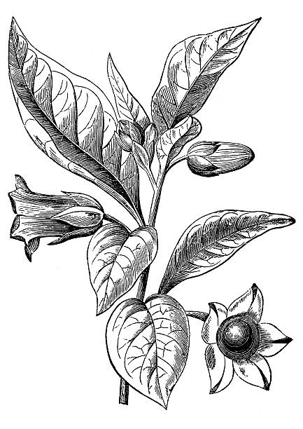 belladona lub deadly nightshade (atropa belladonna) - death bed illustration and painting engraving stock illustrations