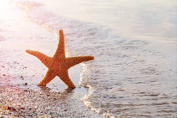 istock Starfish on a beach sand near water 603261430